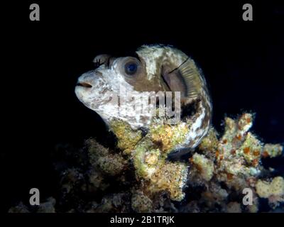 Maskenkugelfisch (Arothron diadematus), Nacht, St. John's Riff, Rotes Meer, Aegypten/Ägypten Stockfoto