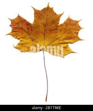 Hochdetailliertes Herbst-Ahorn-Blatt, Makrohintergrund. Stockfoto