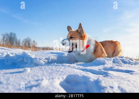 Süßer roter Corgi-Hündchen-Welpengang in einem Winter Sunny Park, der Spaß hat, durch Schneeverwehungen zu laufen Stockfoto