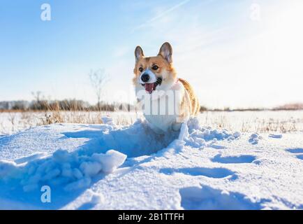Süßer roter Corgi-Hündchen-Welpengang in einem Winter Sunny Park, der Spaß hat, durch Schneeverwehungen zu laufen Stockfoto