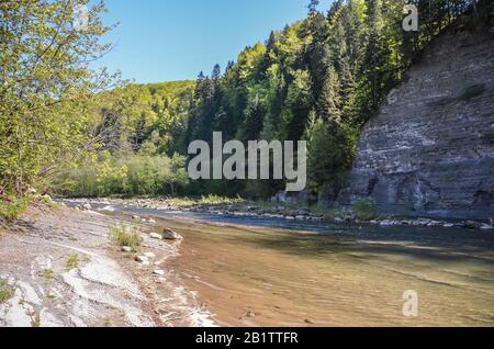 Blick auf den wilden Fluss in den Karpaten während des sonnigen Sommertags, Ukraine. Kleiner Fluss im Wald. Stockfoto