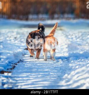 Katz und Hund gehen an einem sonnigen Frühlingstag freundschaftlich nebeneinander auf einem Spaziergang auf einem verschneiten Innenhof im Dorf Stockfoto