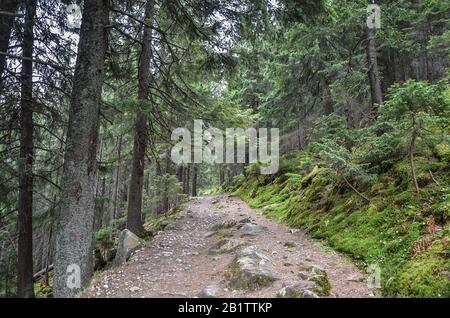 Straße in Nadelwald in Karpatenbergen, Ukraine. Wandern in der Karpatenlandschaft. Schmutzstraße in den Bergen. Ländliche Landschaft in Karpaten Stockfoto