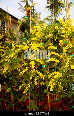 Pflanzen von gelben Mimosenblüten zum Verkauf auf dem Markt Stockfoto