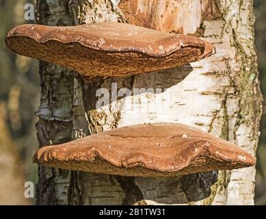 Reife Birkenpolypore, Halterungspilze, Fomitopsis Betulina, (Piptoporus Betulinus) auf verfallenden Stamm von Silberbirken. Stockfoto