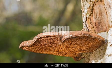 Reife Birkenpolypore, Halterungspilze, Fomitopsis Betulina, (Piptoporus Betulinus) auf verfallenden Stamm von Silberbirken. Stockfoto