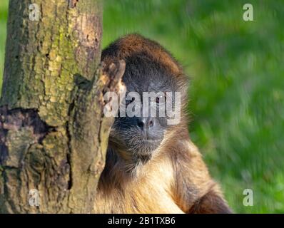 Schwarz - übergeben Spider monkey Ateles geoffroyi Stockfoto