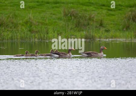 Graugänse, Anser Anser, Paar Erwachsene schwimmen mit jung auf dem Loch. Schottland, Großbritannien. Stockfoto