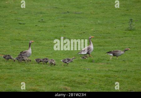 Graugänse, Anser Anser, drei Erwachsene, die mit jungen Menschen auf Gras laufen. Schottland, Großbritannien. Stockfoto