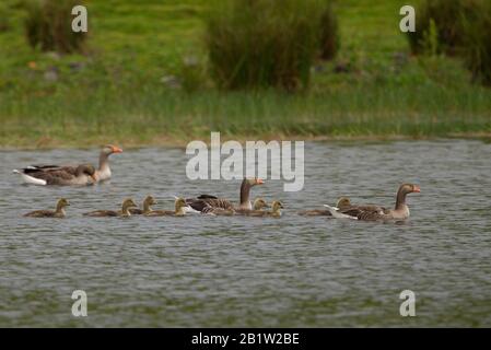 Graugänse, Anser Anser, drei Erwachsene schwimmen mit jungen auf Lochan. Schottland, Großbritannien. Stockfoto