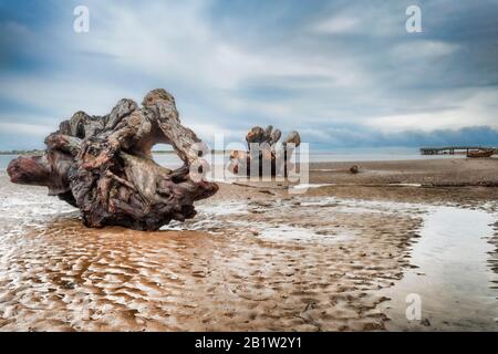 In den frühen Abendstunden in Silet hinterlässt ein sich zurückziehender Sturm ruhige Gewässer und einen menschenleeren Strand, der mit großen Treibholz- und Baumstücken übersät ist Stockfoto