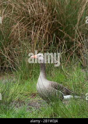 Greylag Goose, Anser Anser, Forest of Dean, Gloucestershire, Großbritannien Stockfoto