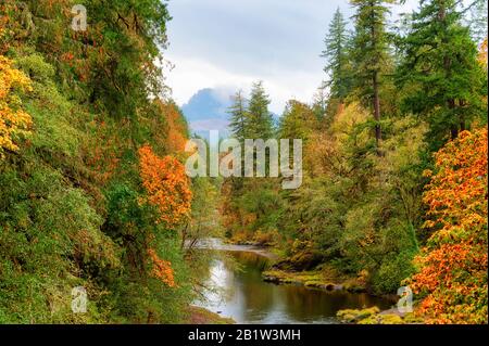 Herbstfarben erwecken entlang des South Santiam River in der Cascade Mountain Range von Oregon das Leben. Ein leichter Regen fällt und beleuchtet die satten warmen Farben in Stockfoto