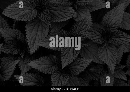 Schwarzer Hintergrund. Bush der jungen frischen Brennnessel. Schwarzweißfoto. Stockfoto