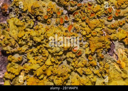 Nahaufnahme der Flechten auf Rinde des Baums Stockfoto