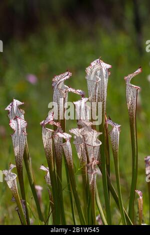 Sarracenia leucophylla am Splinter Hill Bog, Alabama Stockfoto