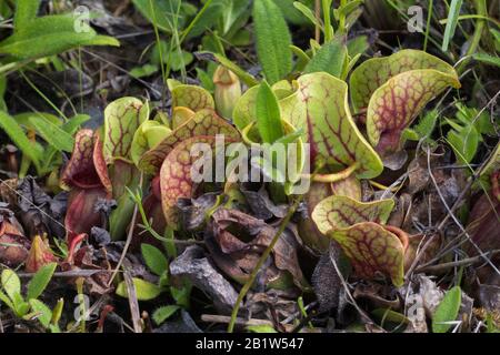 Sarracenia purpurea ssp. venosa bei Splinter Hill Bog, Alabama Stockfoto