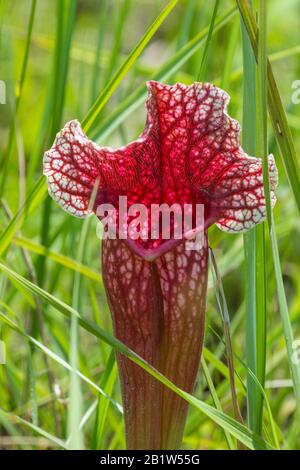 Sarracenia leucophylla x purpurea am Splinter Hill Bog, Alabama Stockfoto