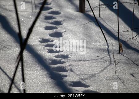 In einem Wald sieht man eine Reihe von Tierspuren in tiefem Schnee. Die Oberfläche des Schnees reflektiert Sonnenlicht und zeigt Schatten des umliegenden Waldes Stockfoto