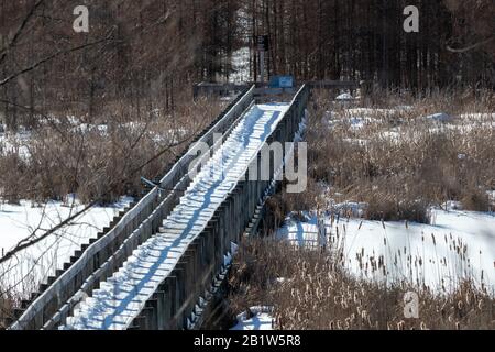 Eine Holzboardwalkenbrücke überquert ein Sumpf voller Schwänze. Im Winter wird es überfroren, wobei Wasser und Brücke im Schnee liegen. Stockfoto
