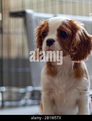 Ein Welpe der Rasse Cavalier King Charles Spaniel sitzt und blickt vor einer Metallkiste zur Seite. Der niedliche Pfusch hat die Blenheimer Cavalier Farbgebung. Stockfoto