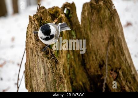 Auf dem zersetzenden, moosigen Stumpf eines Baumes thront ein schwarz gekappter Kicheree und sieht neugierig aus. Es ist Winter, und im Wald kann man Schnee sehen. Stockfoto