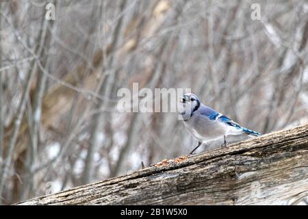 Ein blauer jay thront im Winter auf dem umgestürzten Stamm eines schmalen Baumes. Der diagonal aufgehängte Stamm kreuzt sich vor Waldbäumen. Stockfoto