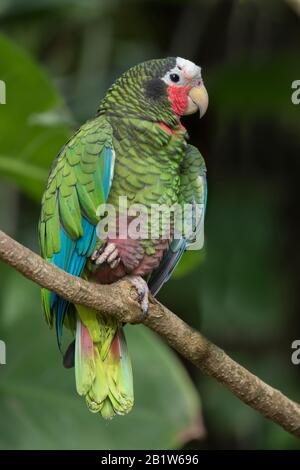 Der kubanische amazonenpapagei (Amazone leucocephala) thront auf einem Baumzweig Stockfoto