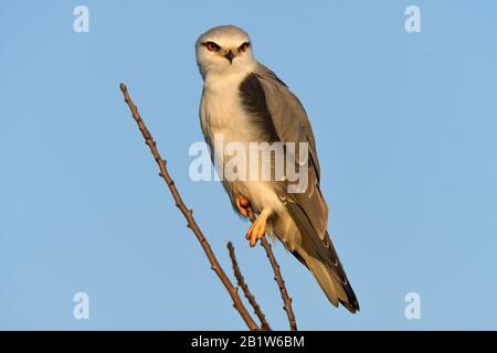 Schwarzes Kite-Portrait mit Schultern Stockfoto