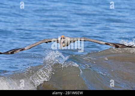 Der braune Pelikan überfliegt den Pazifischen Ozean Stockfoto