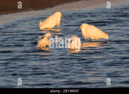 Schneebedeckte Egrets (Egretta thula), die in einem Meer auf Sonneneinzeit angeln Stockfoto