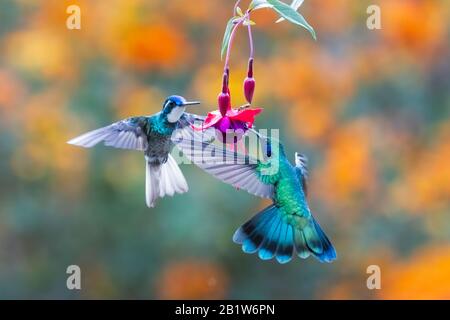 Ein kleineres Violetear (Colibris cyanotus, rechts) und ein Weißkehliger-Gebirgs-Juwel (links), das sich im Nebelwald von San Gerardo de Dota, Costa Rica ernährt. Stockfoto