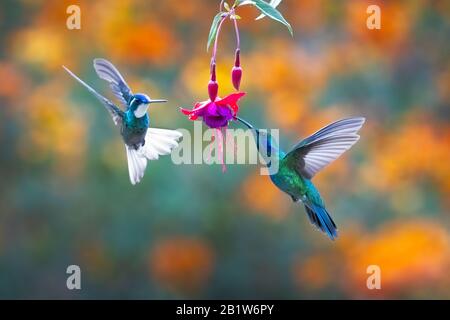 Ein kleineres Violetear (Colibris cyanotus, rechts) und ein Weißkehliger-Gebirgs-Juwel (links), das sich im Nebelwald von San Gerardo de Dota, Costa Rica ernährt. Stockfoto