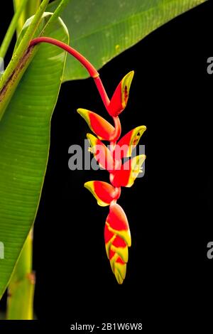 Heliconia rostrata, auch falscher Paradiesvogel oder hängende Hummerkralle genannt, ist eine Staudenhalde, die im Regenwald von Costa Rica vorkommt. Stockfoto