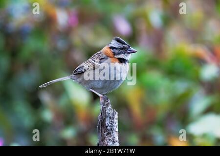 Ein rufous-collagiger Sparren (Zonotrichia capensis) im Wolkenwald von San Gerardo de Dota, Costa Rica. Stockfoto