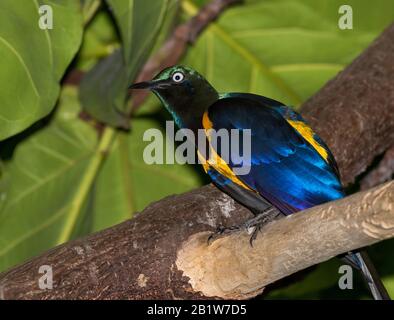 Der goldgeröstete Starling thront auf einem Baum Stockfoto