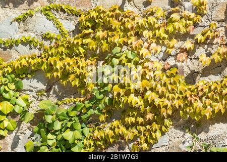 Ivy (lat. Hedera) und Virginia Kriechgang (Parthenocissus quinquefolia) an einer Steinmauer. Natürliche Textur Stockfoto