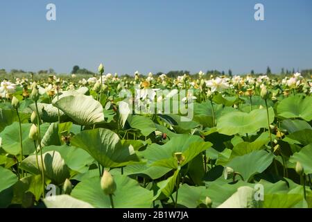 Verdickungen von Lotus orehonosny (lat. Nelumbo nucifera) ist eine ausdauernde krautige Art von Amphibienpflanzen der Gattung Lotus (Nelumbo) monotypischer Fam Stockfoto