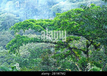 Wolkenwald in Costa Rica Stockfoto