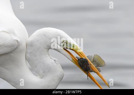 Große Eiermetzjagd Stockfoto
