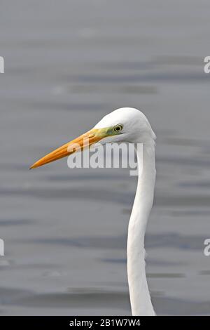 Silberreiher portrait Stockfoto
