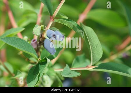 Reife blaue Beeren essbarer Honigsuckle (lat. Lonicera caerulea) auf einem Ast wachsen Stockfoto