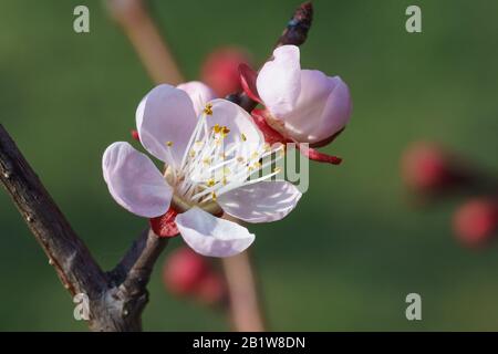 Frühlings-Aprikosenblume (lat. (Lat. Prunus armeniaca). Sonniger Tag Stockfoto