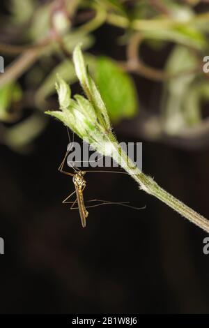 Der Moskito dolgonogi, oder Karamora (lat. Tipulitis) auf dem Trieb von Clematis (lat. Clematis). Makro Stockfoto