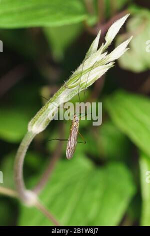 Der Moskito dolgonogi, oder Karamora (lat. Tipulidica) - eine Familie zweiflügeliger Insekten der Unterordnung Langschnuppentiere (Nematocera). Makro Stockfoto