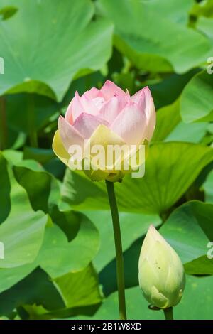 Der Bud des Lotus orehonosny (lat. Nelumbo nucifera) ist eine ausdauernde krautige Art von Amphibienpflanzen der Gattung Lotus (Nelumbo) monotypisch Stockfoto