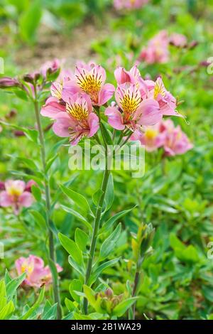 Blumen Alstroemeria hybrid (lat. Alstroemeria) auf grünem Grund. Sonniger Sommertag Stockfoto