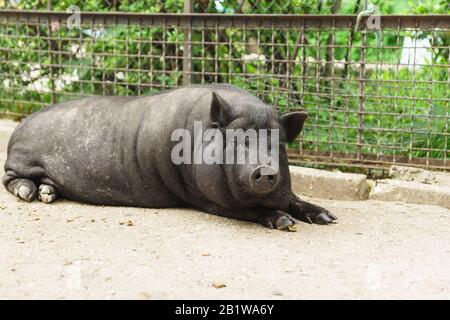 Heim Erwachsene Pygmäenschwein oder Minispig (????. SUS scrofa domestcus), schwarz in Farbe Stockfoto