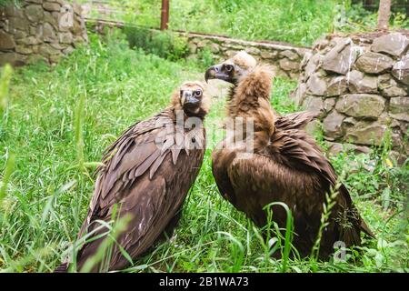 Der schwarze Geier oder schwarze Geier (Aegypius monachus) ist ein Vogel der Familie der Falken. Sommertag Stockfoto