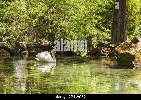 Weißer Schwan (lat. Cygnus) einsame Weiche im Teich. Jutta, Alupka, Krim, Russland. Sonniger Sommertag Stockfoto